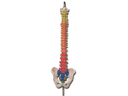 Spinal Colour Coded Column Model
